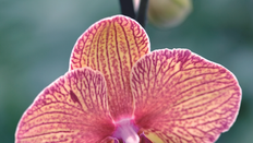Phalaenopsis – Everyone’s Favourite Orchid featuring Floristry Tips from Su Whale