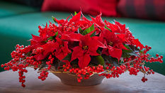 Poinsettia: Create a Christmas Centrepiece