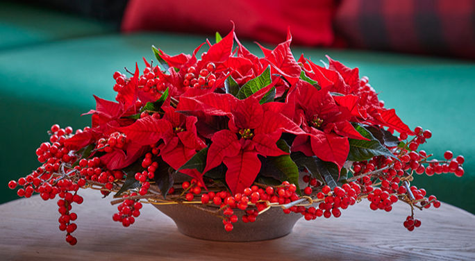 Poinsettia: Create a Christmas Centrepiece