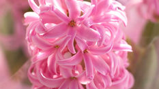 Let Loose with Scissors: Keeping Hyacinths Happy