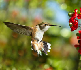 hummingbird 2.jpg