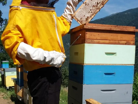 Exilles (To) Nel cuore delle Alpi Cozie nasce l'Azienda Agricola Segafredo Marco. Fondata nel 2011 a Exilles, incarna l'amore per la montagna e il rispetto...