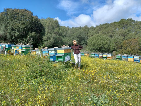 Apicoltura Villari: il benessere della Gallura tra scienza e natura