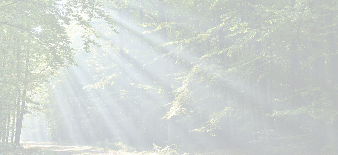 Forest With Sunrays_edited.png