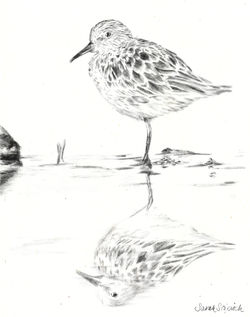 The Sandpiper