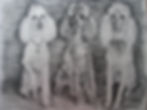 3 Poodles