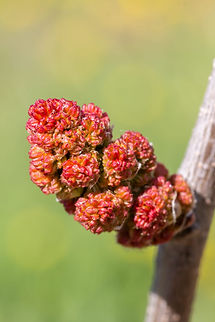 Fleurs 16.jpg