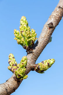 Fleurs 8.jpg