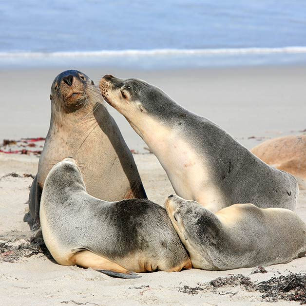 Thumbnail: THE GREAT OCEAN ROAD & KANGAROO ISLAND