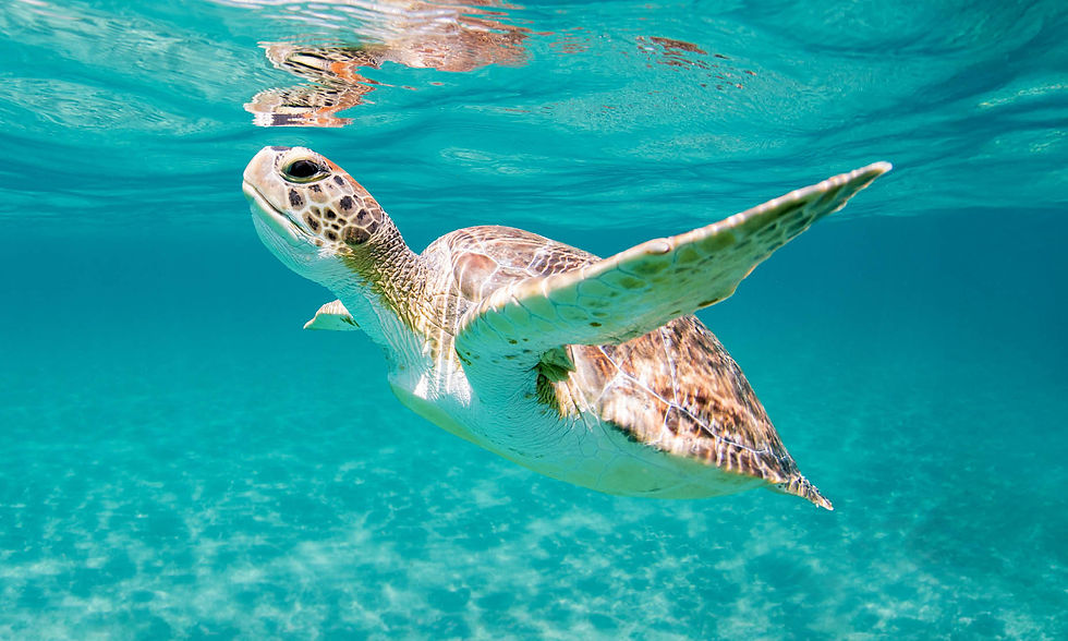Thumbnail: Cunard's Ultimate Caribbean Getaway