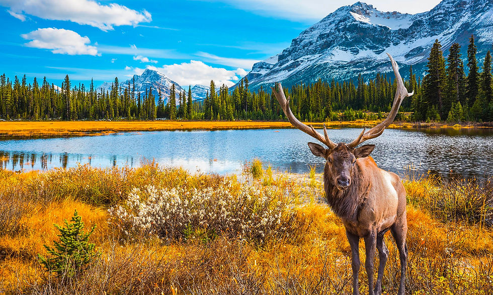 Yellowstone, Alaska & The Rockies 2026