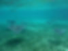 Caribbean Marine Conservation & Diving2