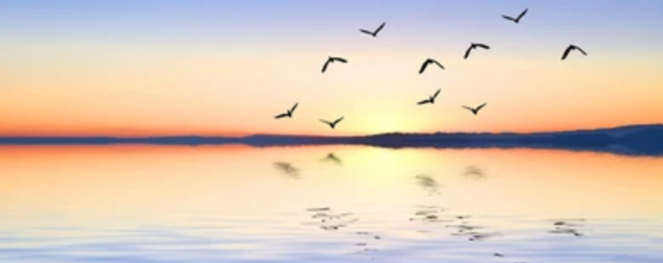 Grief represented by birds and sunset