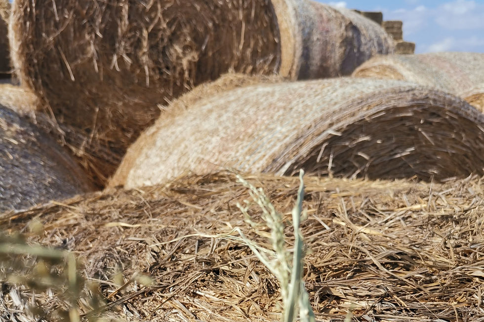 צילום מזווית עין של חציר מיובש ומאובק עם בלות מסודרות