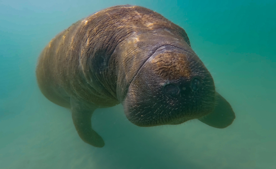 Manatee CU.jpg