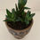 Thumbnail: Small Haworthiopsis