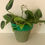 Thumbnail: Small Philodendron houseplant