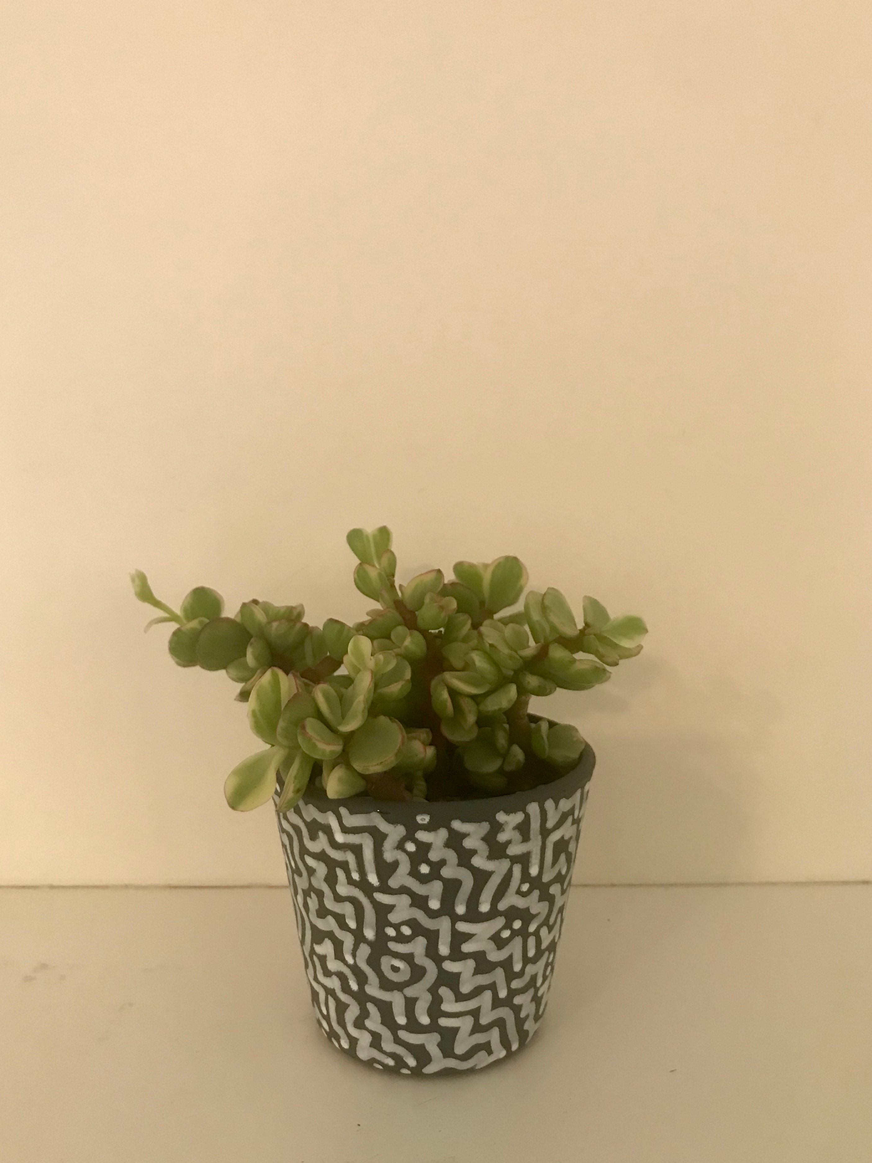 Small Ice Plant