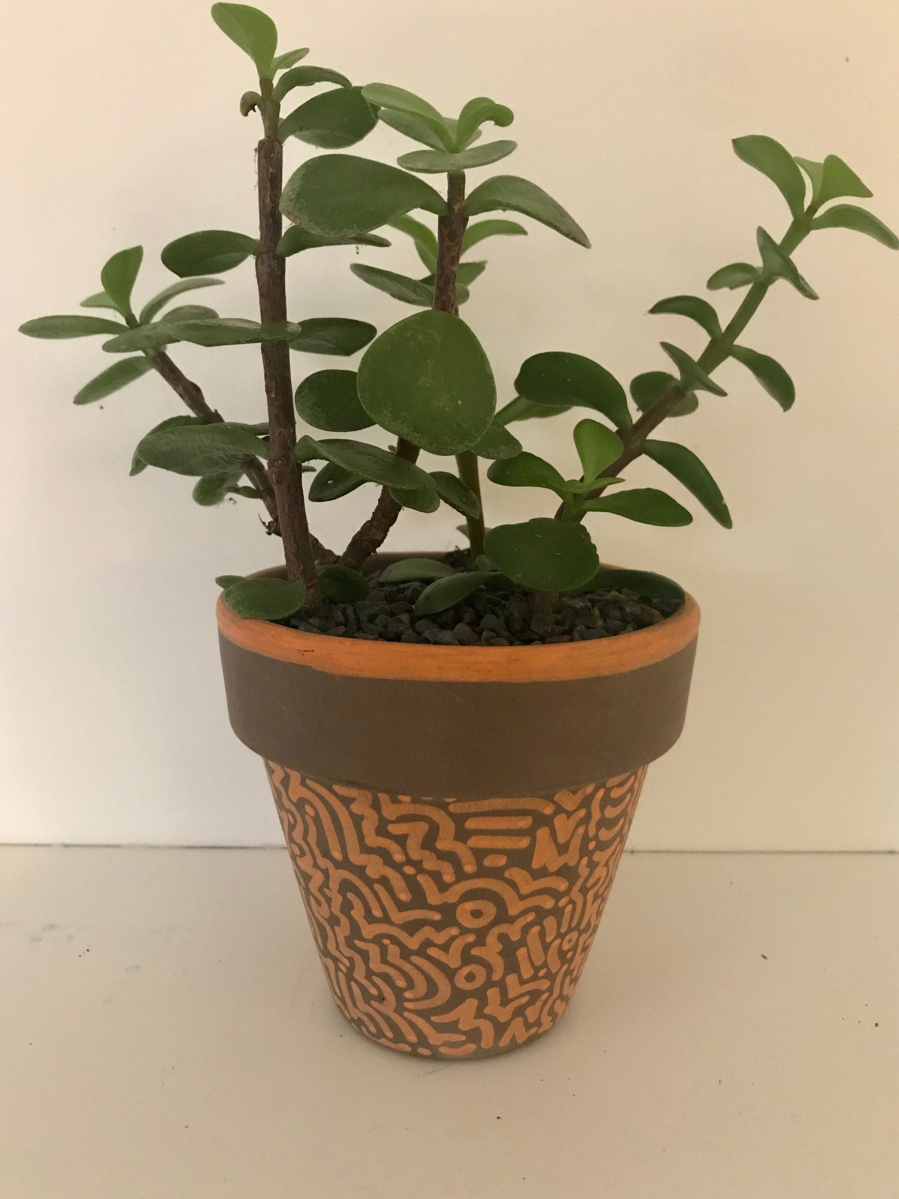 Small Elephant Bush Succulents