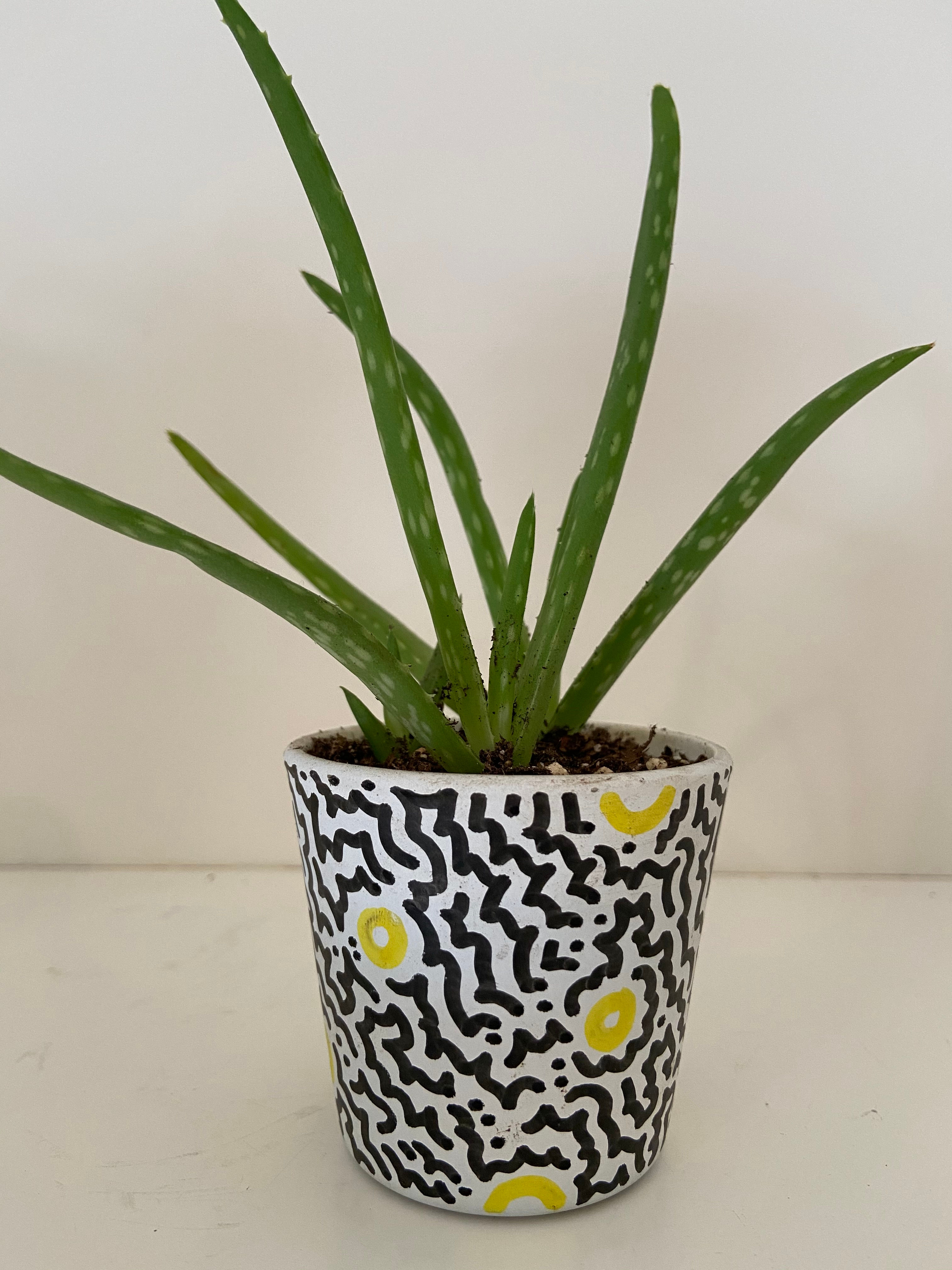 Small Sansevieria