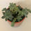 Thumbnail: Ghost Plants with Burro Tails
