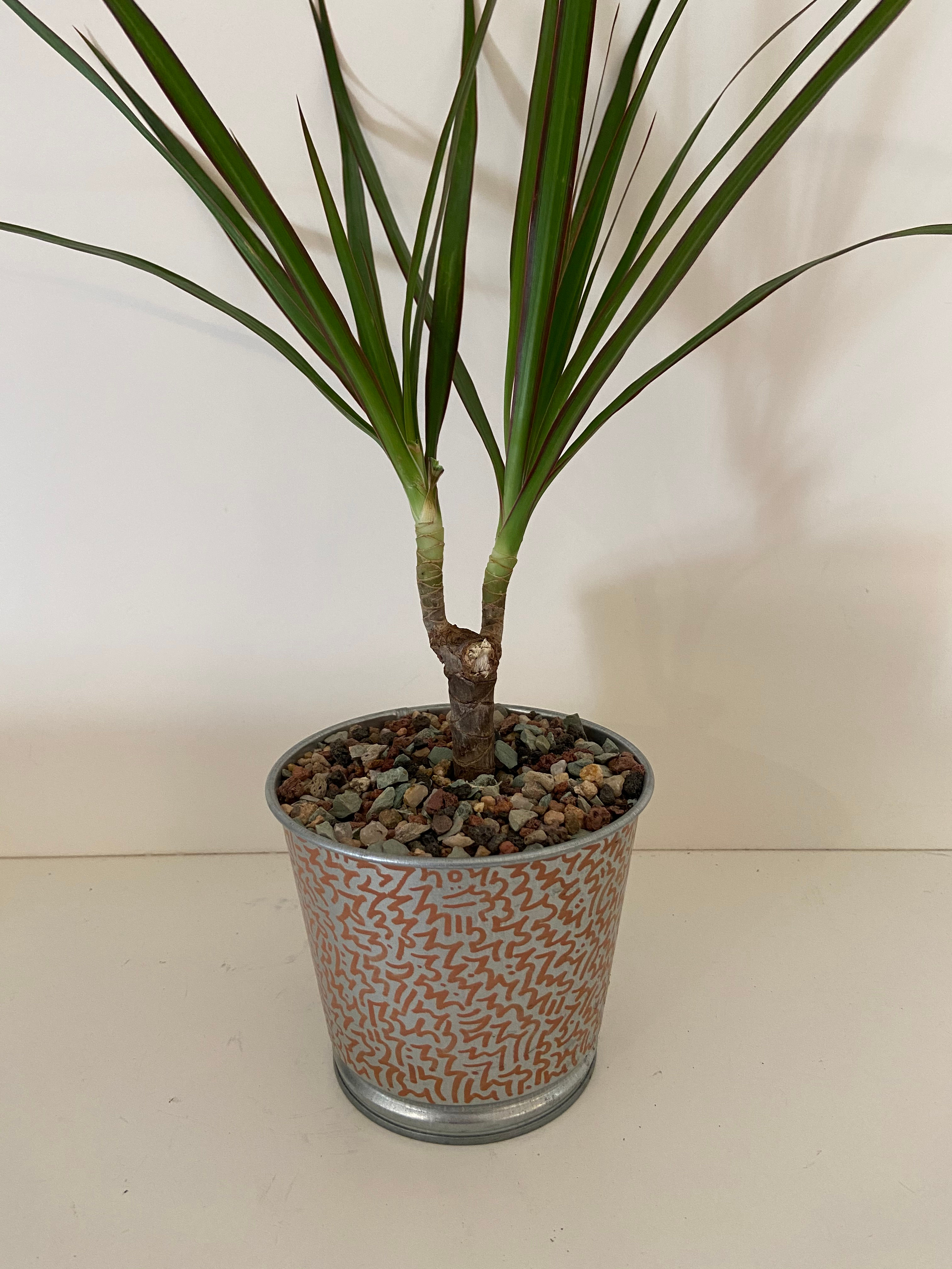 Dragon Tree