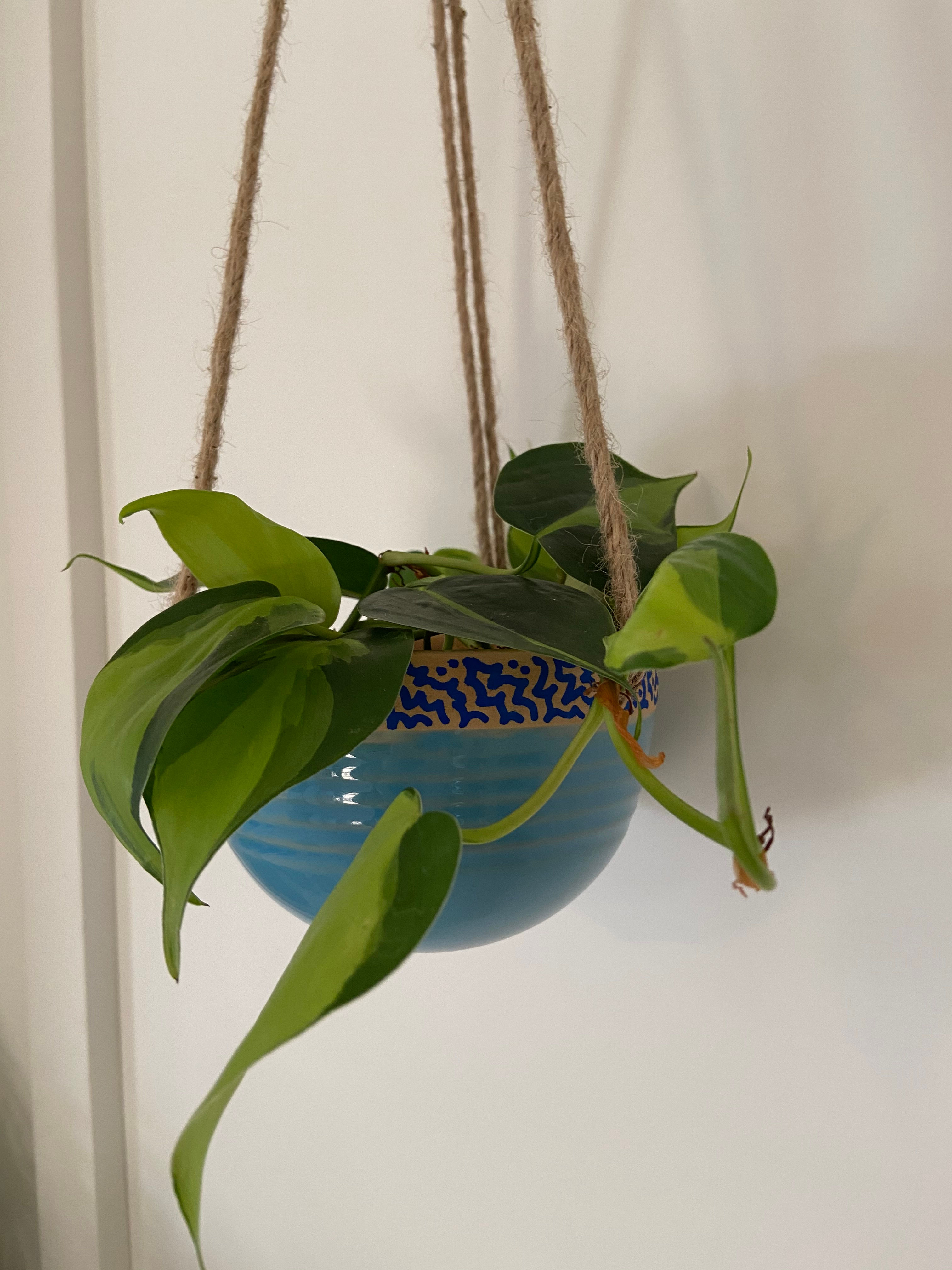 Pothos houseplant in Hanging Pot