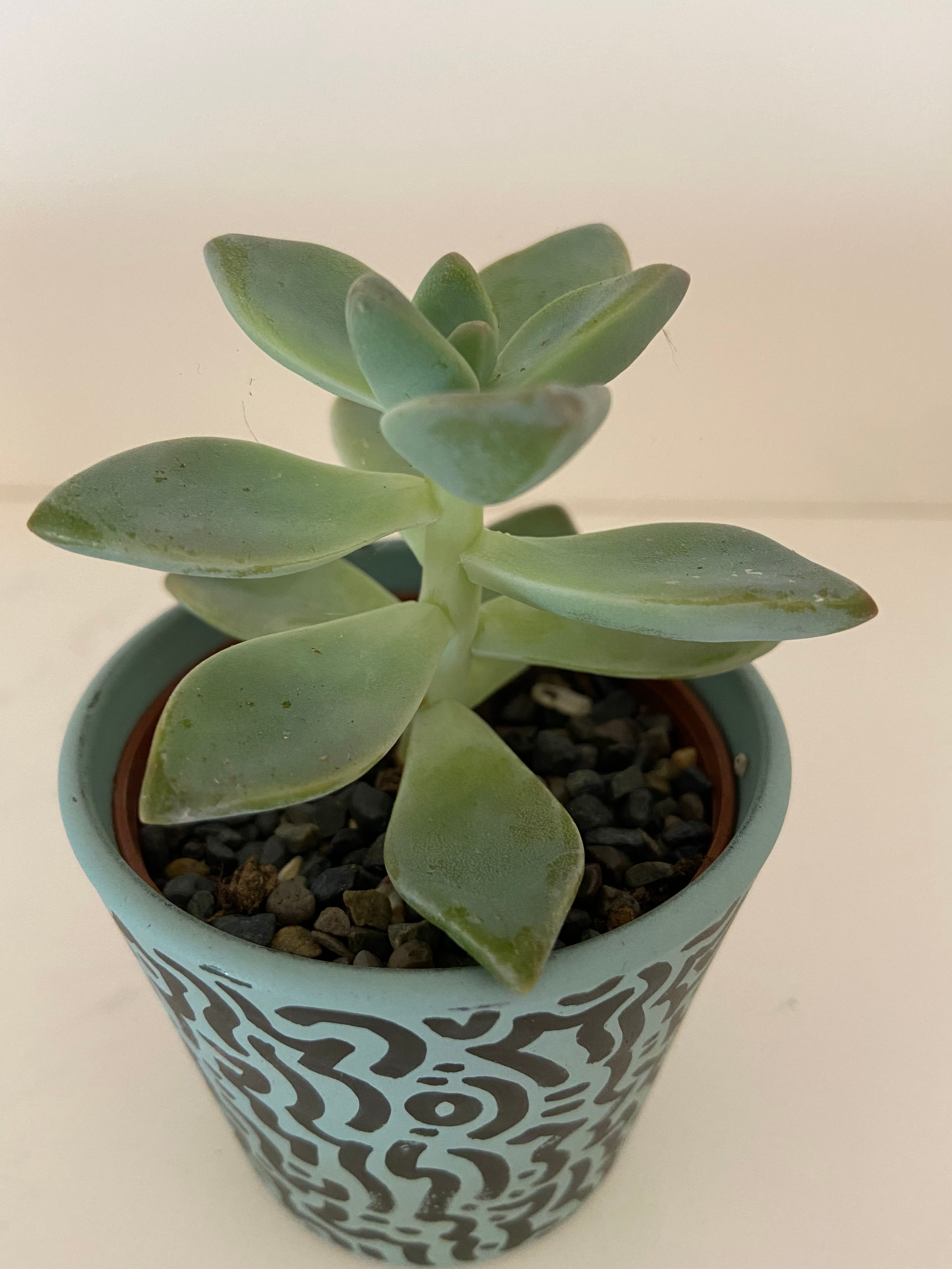 Small Echeveria