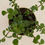 Thumbnail: Medium Elephant Bush succulent