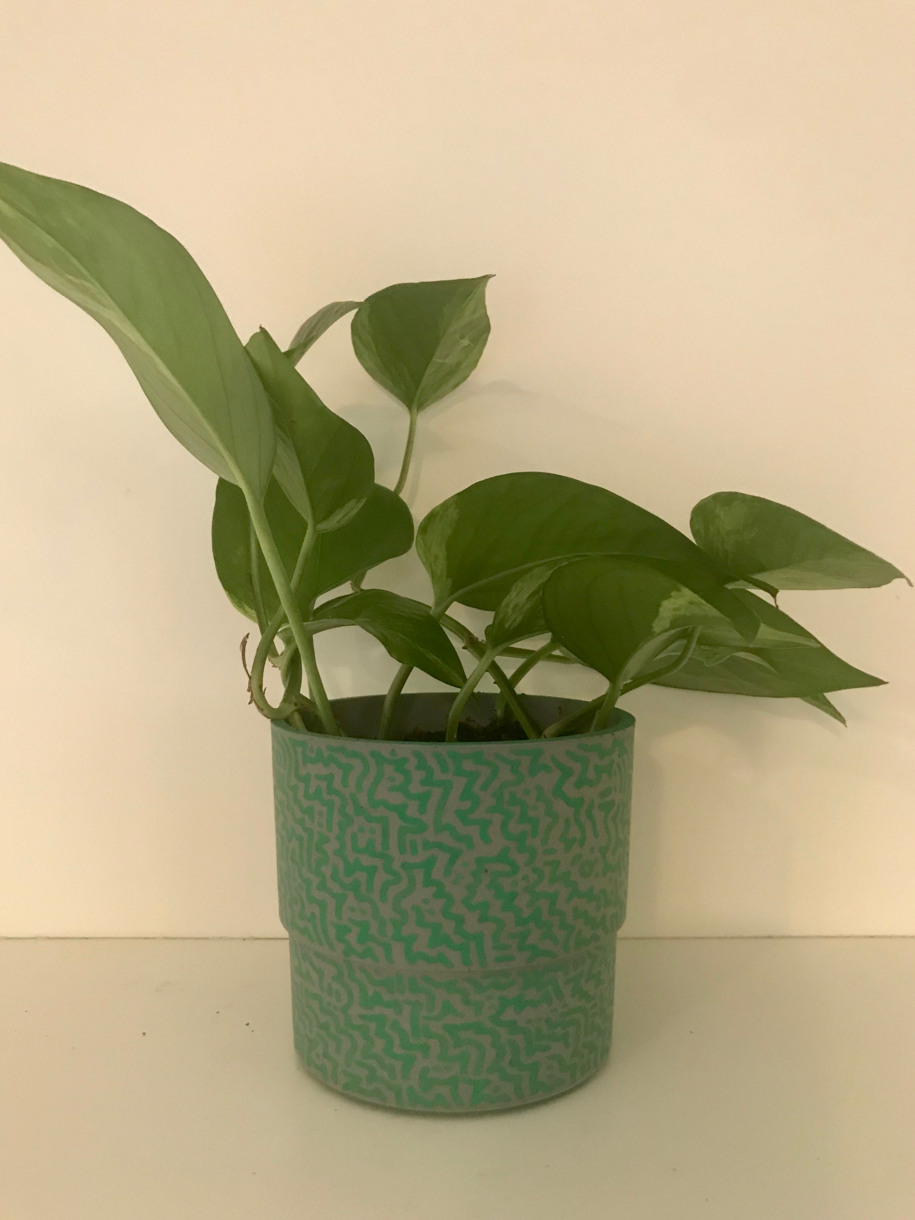 Small Philodendron houseplant
