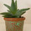 Thumbnail: Small Aloe