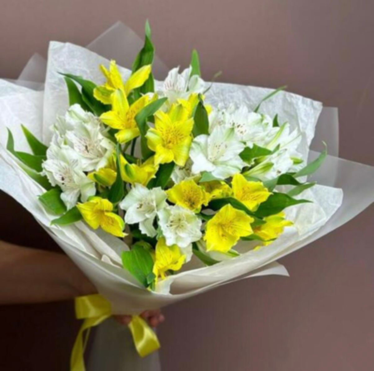 Sunny Alstroemeria