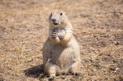Prairie Dog