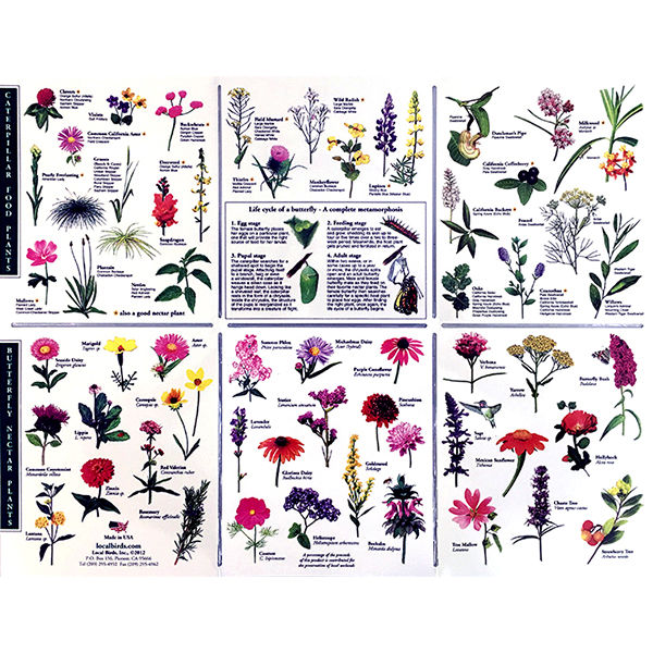 Thumbnail: Local Butterfly Pocket Guide – San Francisco Bay Area