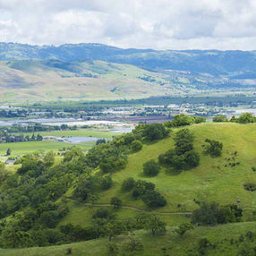 Coyote Valley Not Only Stores Water It Absorbs Water: Natural Infrastructure and Flood Protection 