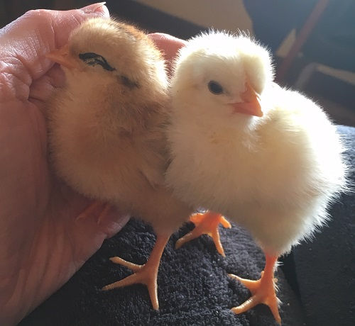 2019 chicks