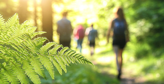 People hike a forest trail, sunlight filters, green ferns in foreground. MINDCLARITYretreats