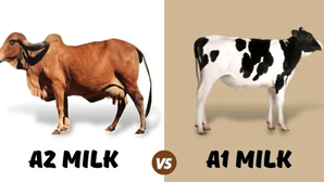 A2 vs A1 Milk - All Things Dairy Part 1