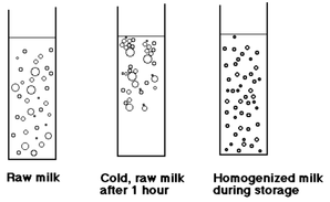 What is Homogenization? - All Things Dairy Part 4