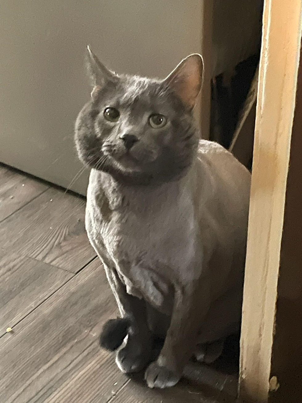 Gallery House Call Cat Grooming And Spa Boston