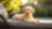 pup on lounger