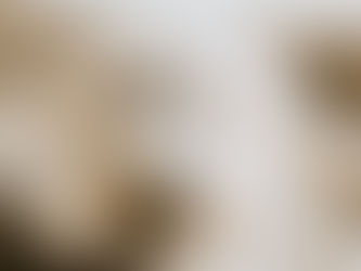 The Doodle Grooming Process at The Grooming Gallery with Doodle Grooming near me.