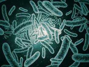 Como lucrar com suplementos para Disbiose Intestinal
