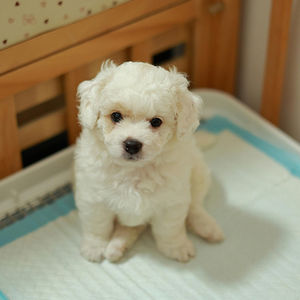 pound-hounds-house-training