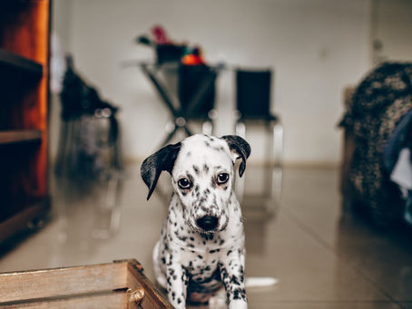 separation anxiety ASCPA