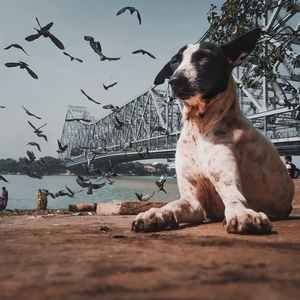 provide-structure-dog