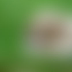 dog-impulse-control-pound-hounds