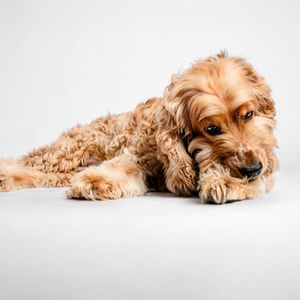 dog-decompression-period