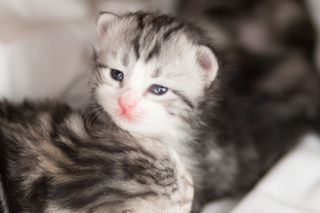 Chaton femelle black silver tabby et blanc à 15 jours, yeux ouverts, pelage argenté et blanc