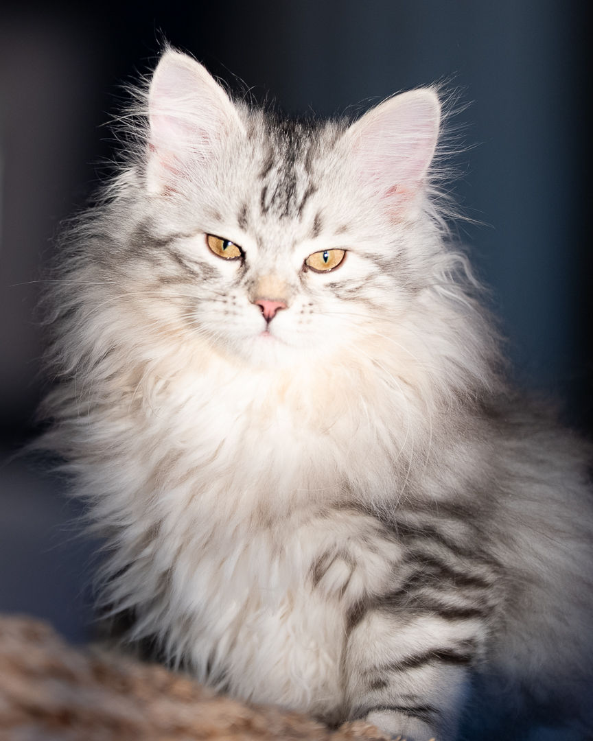 Chat sibérien femelle, Veracruz de la Maison de l’Ours, au pelage argenté et regard doré.